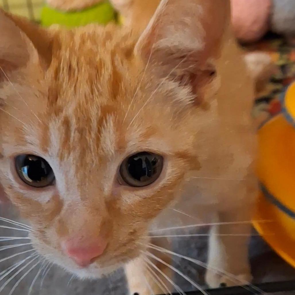 BOBtail, Adoptable, Kitten Male Domestic Short Hair.