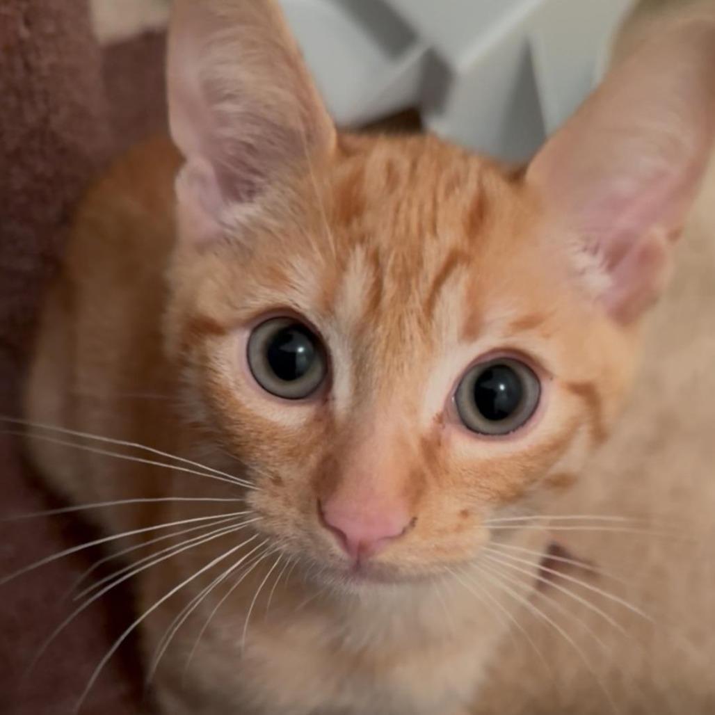 Enlarge BOBtail, a Adoptable Domestic Short Hair in Titusville, FL image 2/4