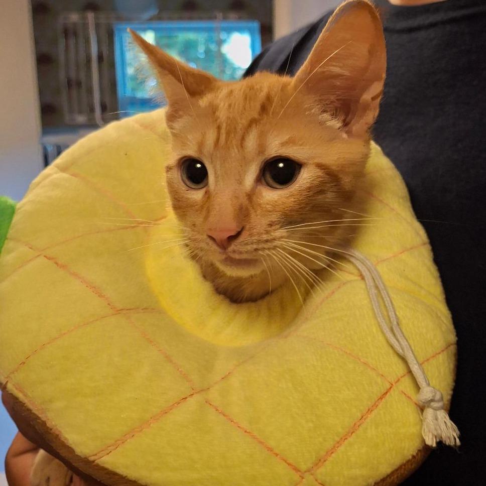 Enlarge BOBtail, a Adoptable Domestic Short Hair in Titusville, FL image 3/4