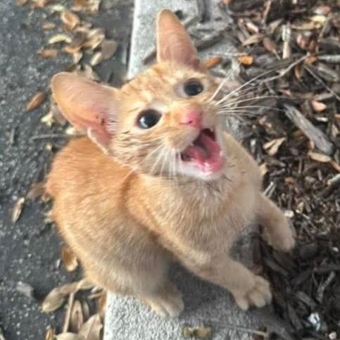 Enlarge BOBtail, a Adoptable Domestic Short Hair in Titusville, FL image 4/4