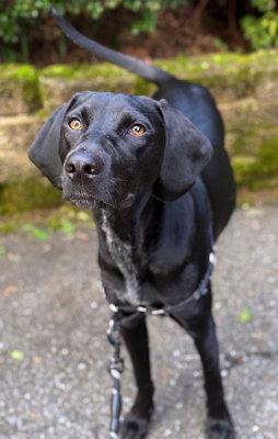 Indy (PA), a Adoptable Coonhound in Canton, OH image 1/2
