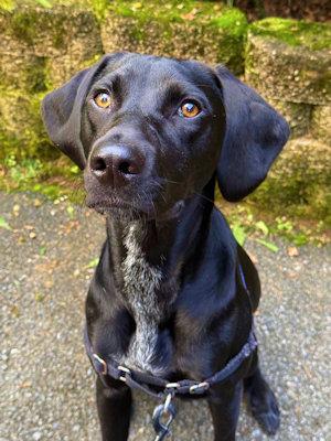 Indy (PA), a Adoptable Coonhound in Canton, OH image 2/2