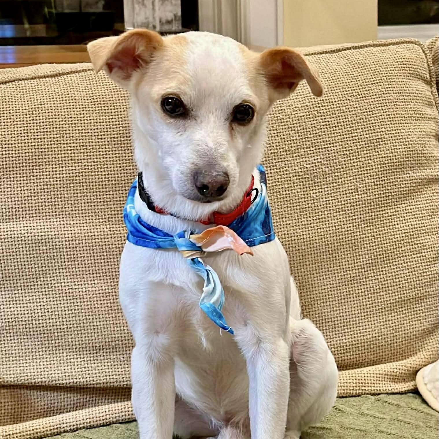 Scamp, adopted, Adult Male Jack Russell Terrier & Chihuahua.