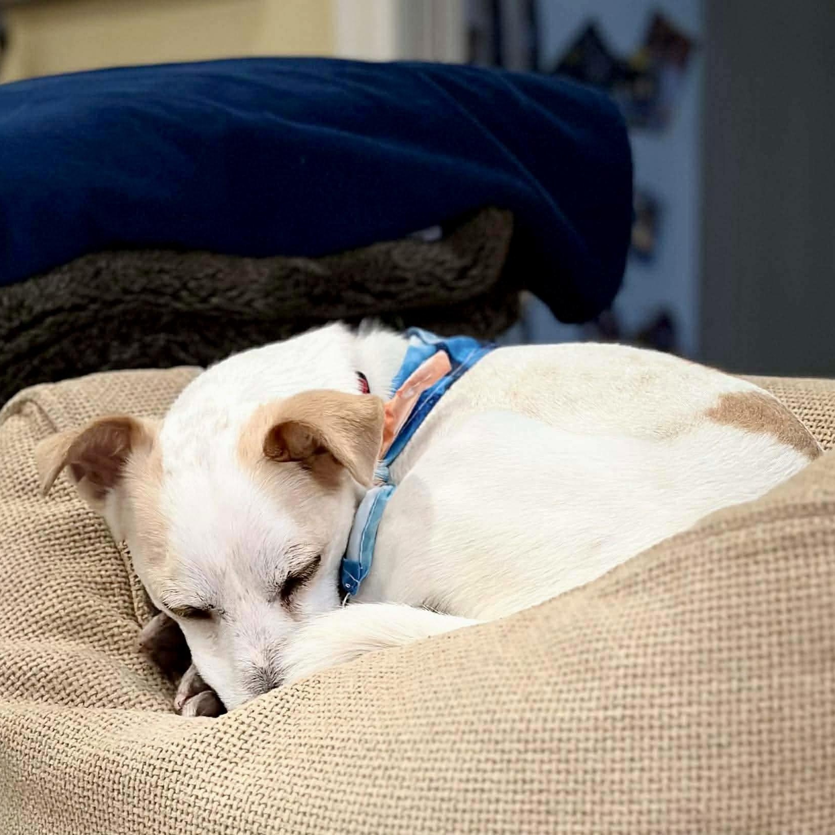 Scamp, an adopted mixed breed in Baytown, TX image 5/6