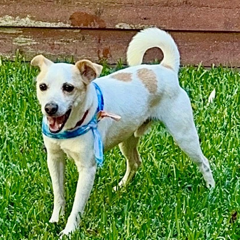 Scamp, an adopted mixed breed in Baytown, TX image 6/6