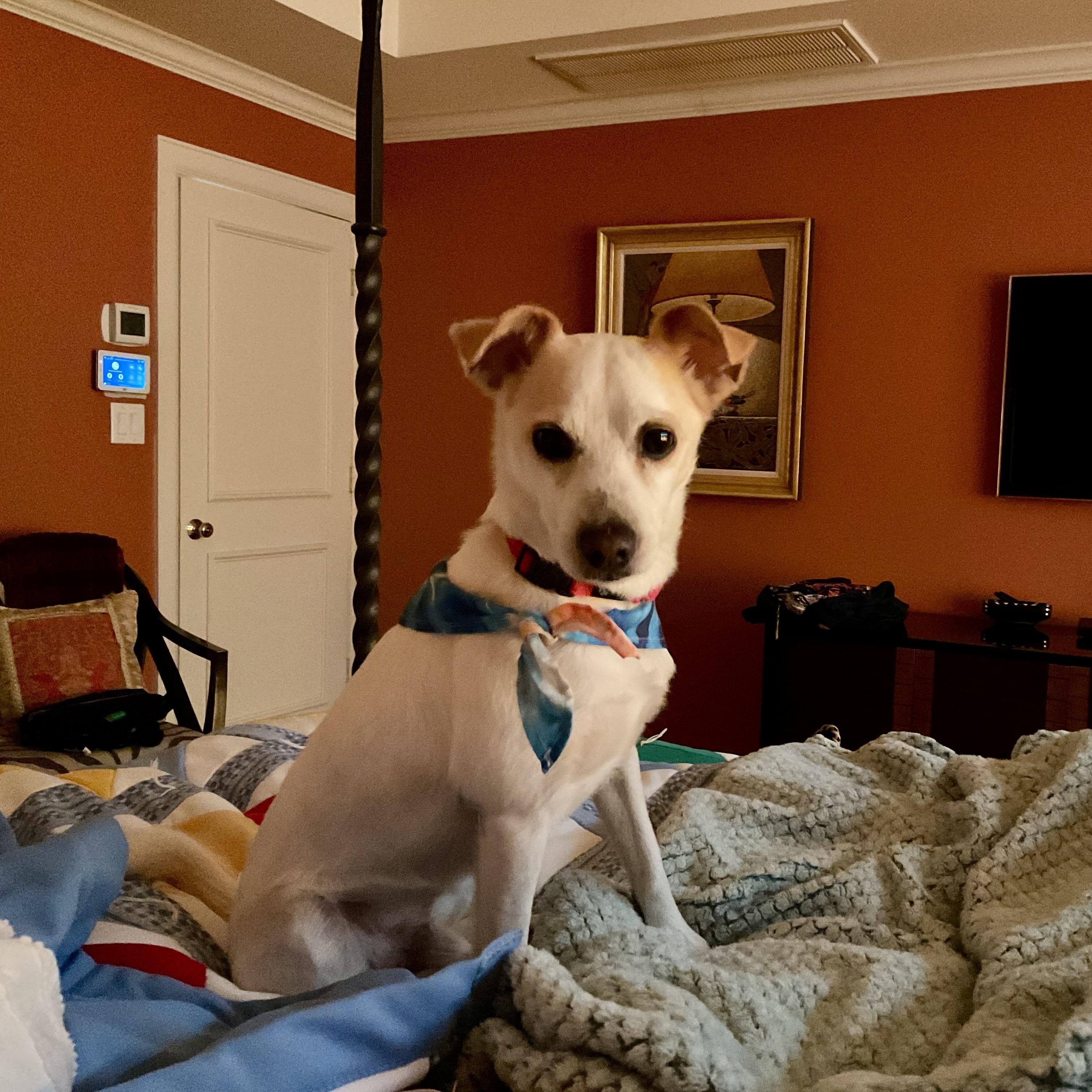 Scamp, an adopted mixed breed in Baytown, TX image 3/6