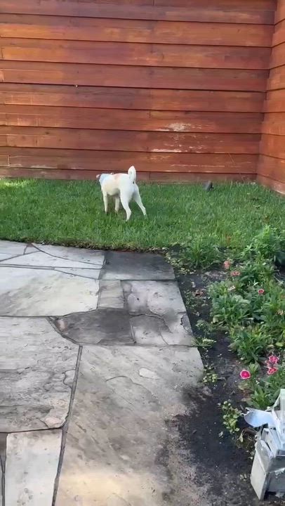 Enlarge Scamp, an adopted mixed breed in Baytown, TX video 2/6