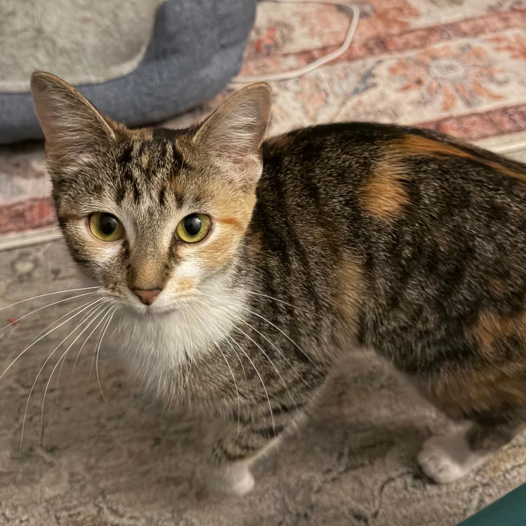 Enlarge Umbrella, an adopted Domestic Short Hair in Evanston, IL image 1/1