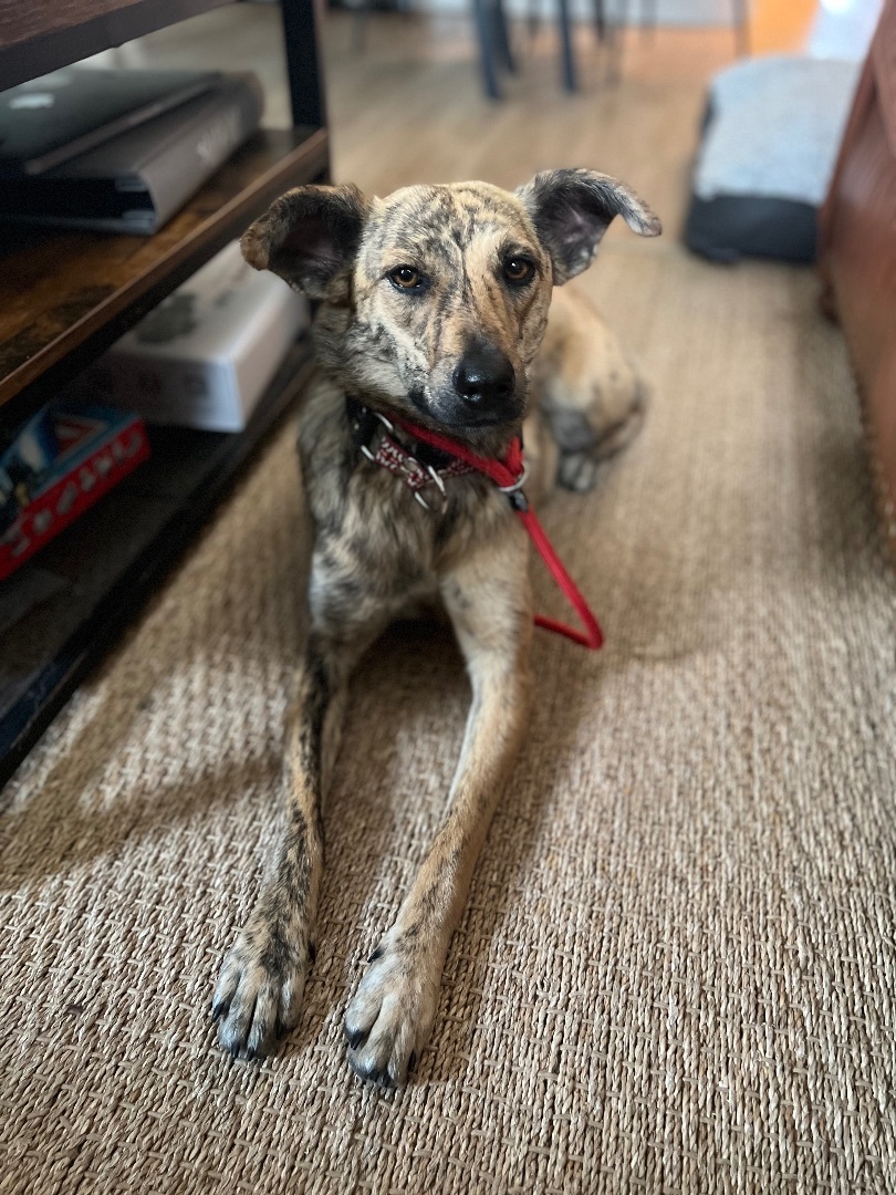 Shika, an adoptable Whippet, Mountain Cur in Toronto, ON, M5H 0B1 | Photo Image 4