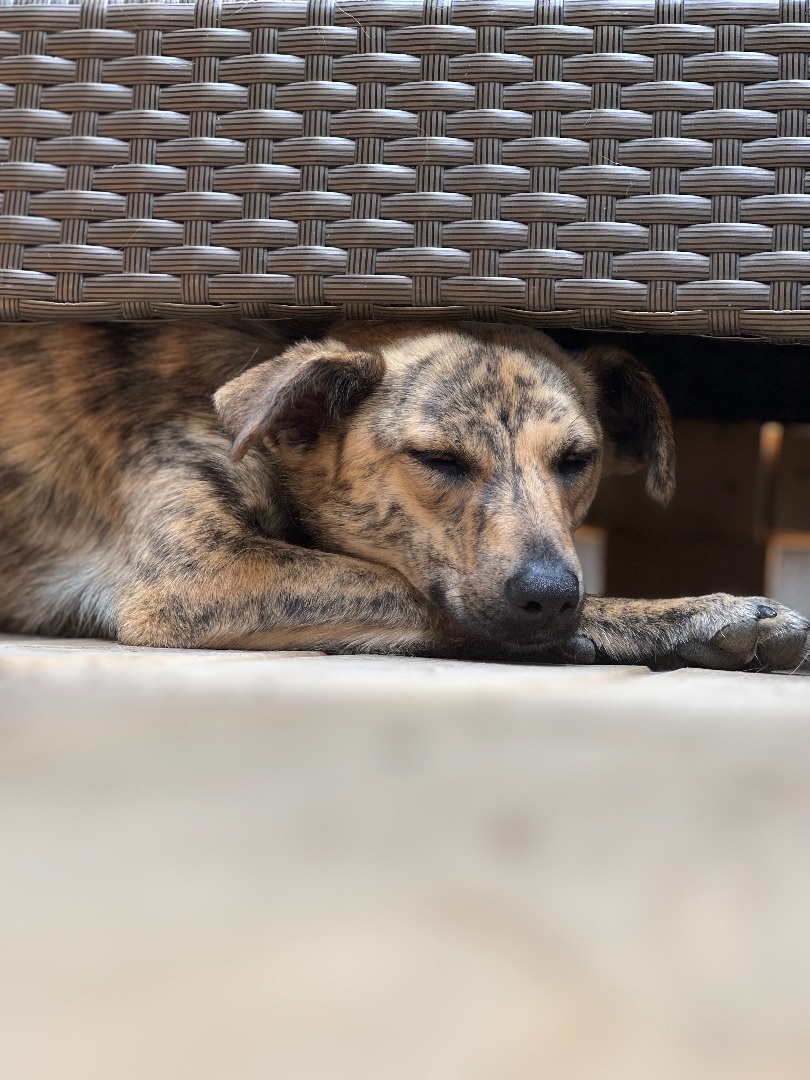 Shika, an adoptable Whippet, Mountain Cur in Toronto, ON, M5H 0B1 | Photo Image 5