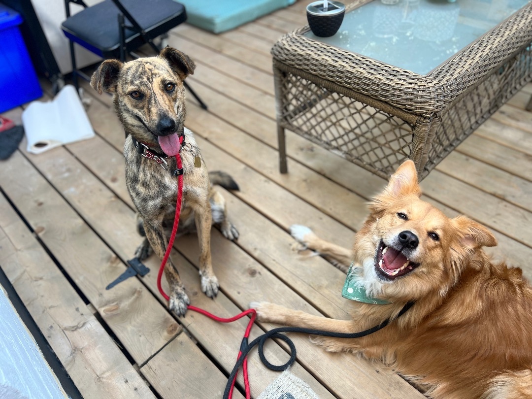 Shika, an adoptable Whippet, Mountain Cur in Toronto, ON, M5H 0B1 | Photo Image 3