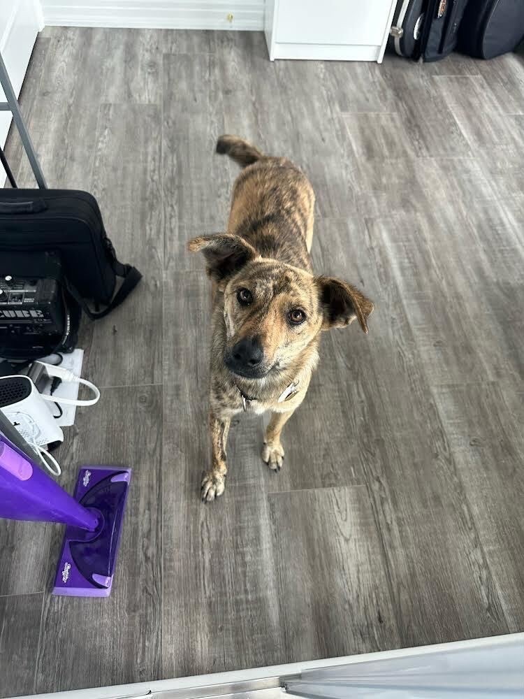 Shika, an adoptable Whippet, Mountain Cur in Toronto, ON, M5H 0B1 | Photo Image 2