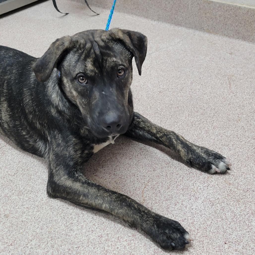 Enlarge Chestnut, a Adoptable Mixed Breed in Ardmore, OK image 1/1