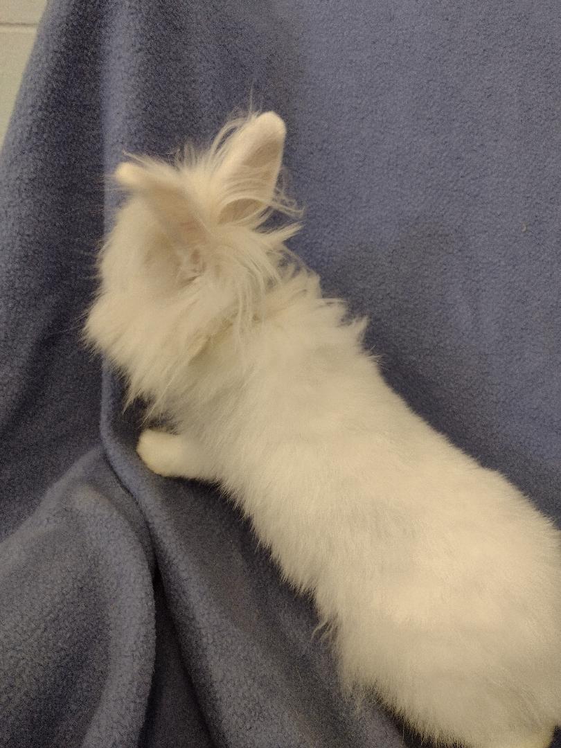 Everest, a Adoptable Lionhead in Plymouth, MI image 1/4