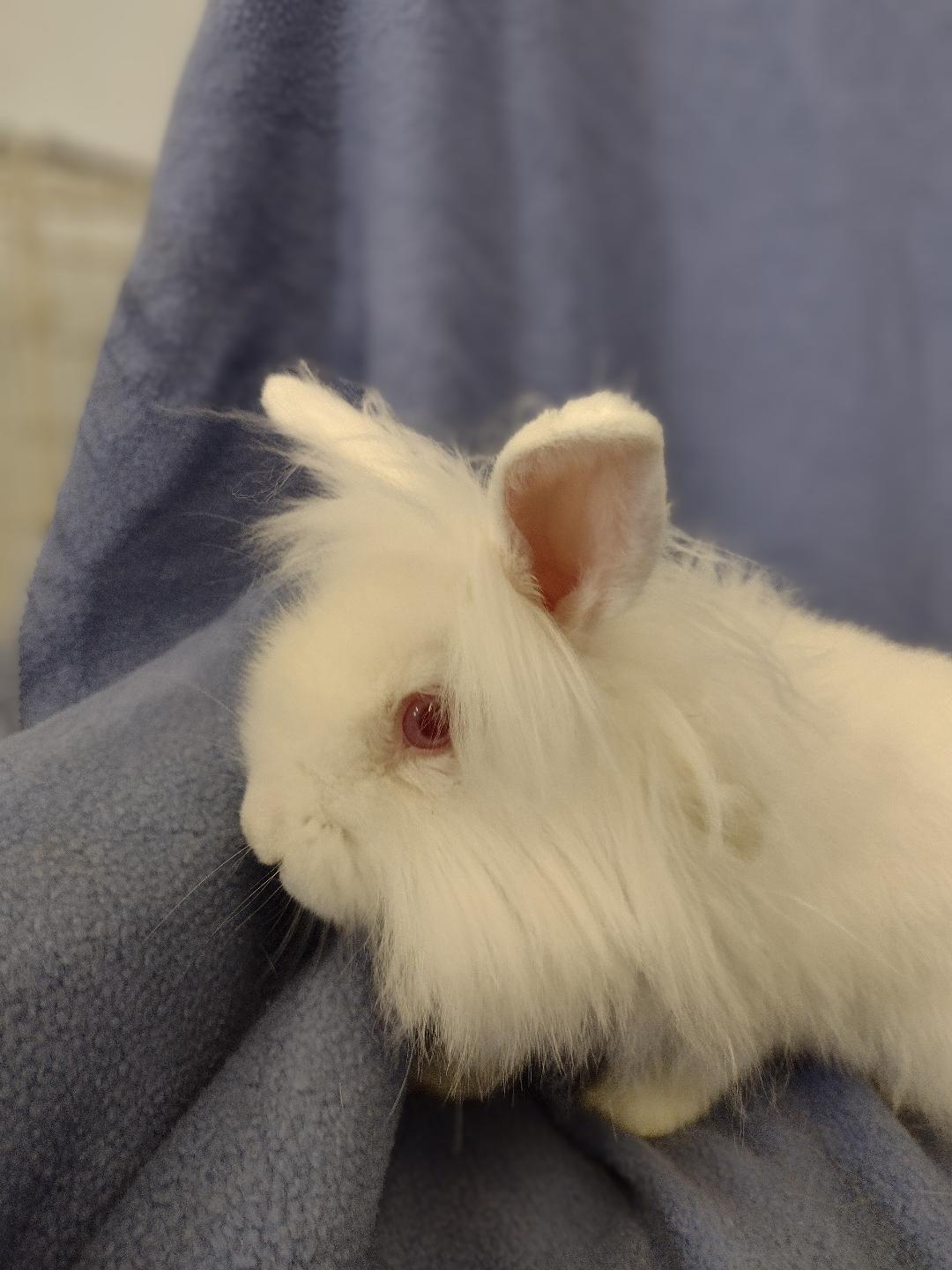 Everest, a Adoptable Lionhead in Plymouth, MI image 2/4