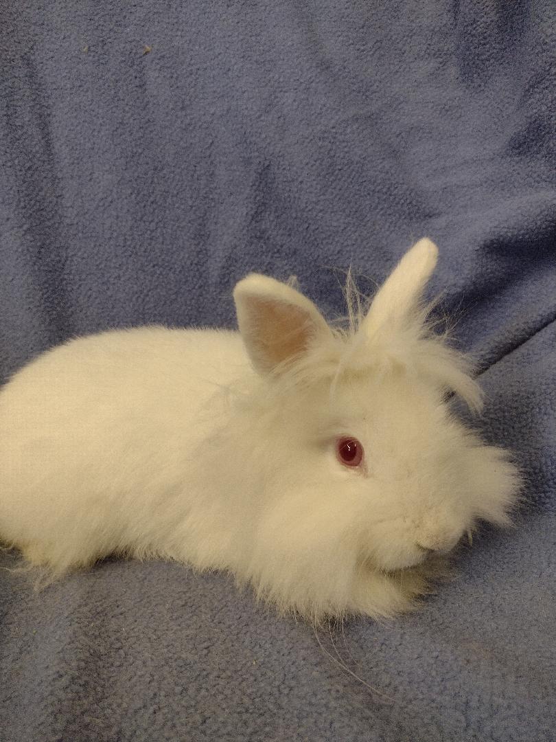 Everest, a Adoptable Lionhead in Plymouth, MI image 3/4