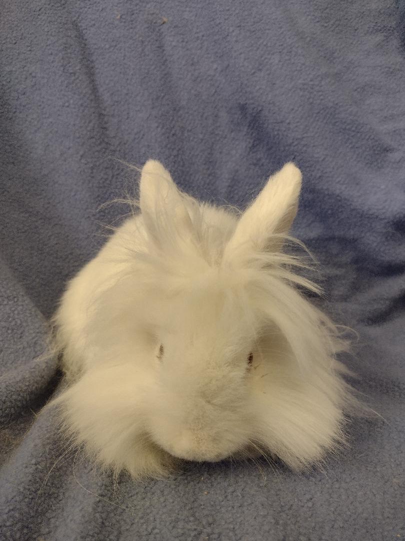 Everest, a Adoptable Lionhead in Plymouth, MI image 4/4