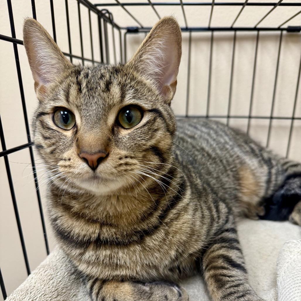 Myles, Adoptable, Adult Male Domestic Short Hair.