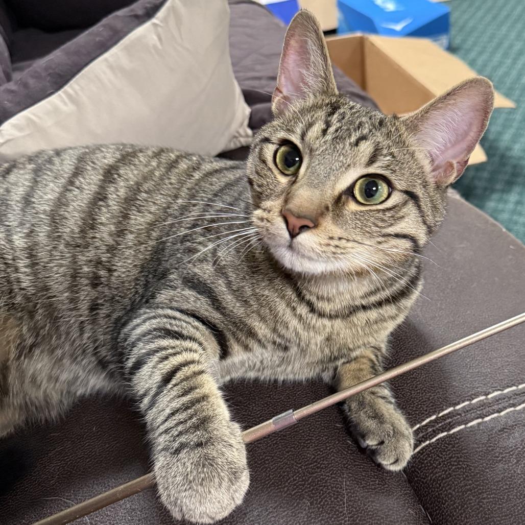 Enlarge Myles, a Adoptable Domestic Short Hair in Medina, OH image 2/4