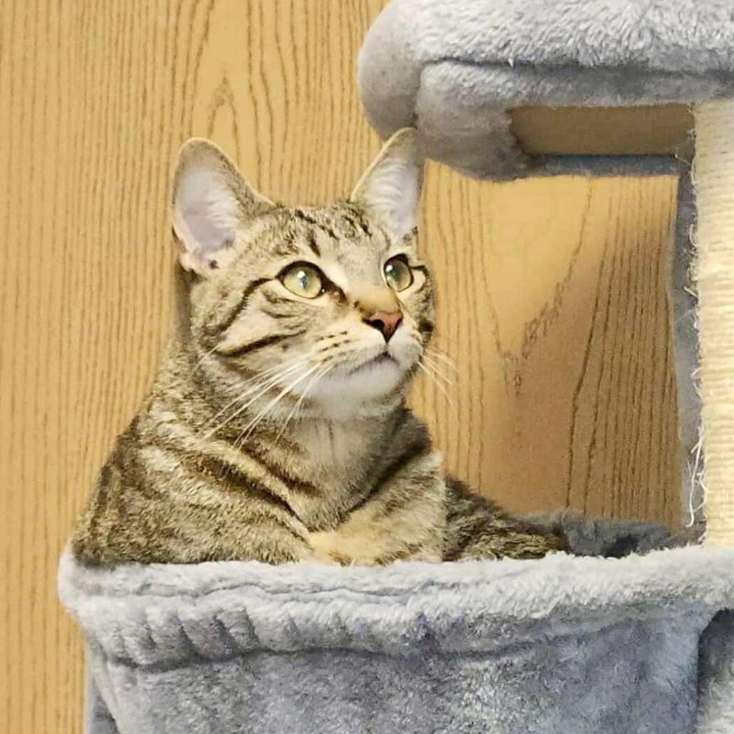 Enlarge Myles, a Adoptable Domestic Short Hair in Medina, OH image 3/4