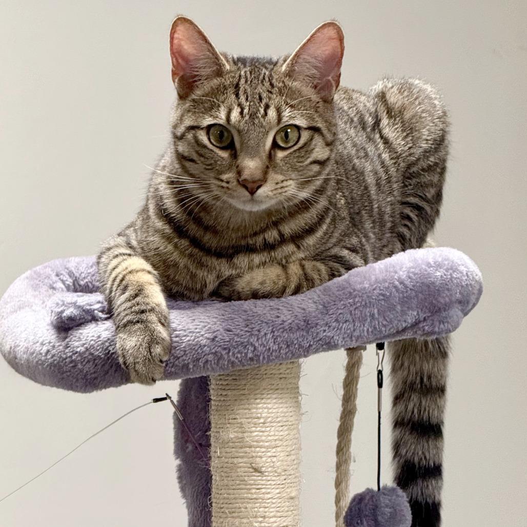 Enlarge Myles, a Adoptable Domestic Short Hair in Medina, OH image 4/4