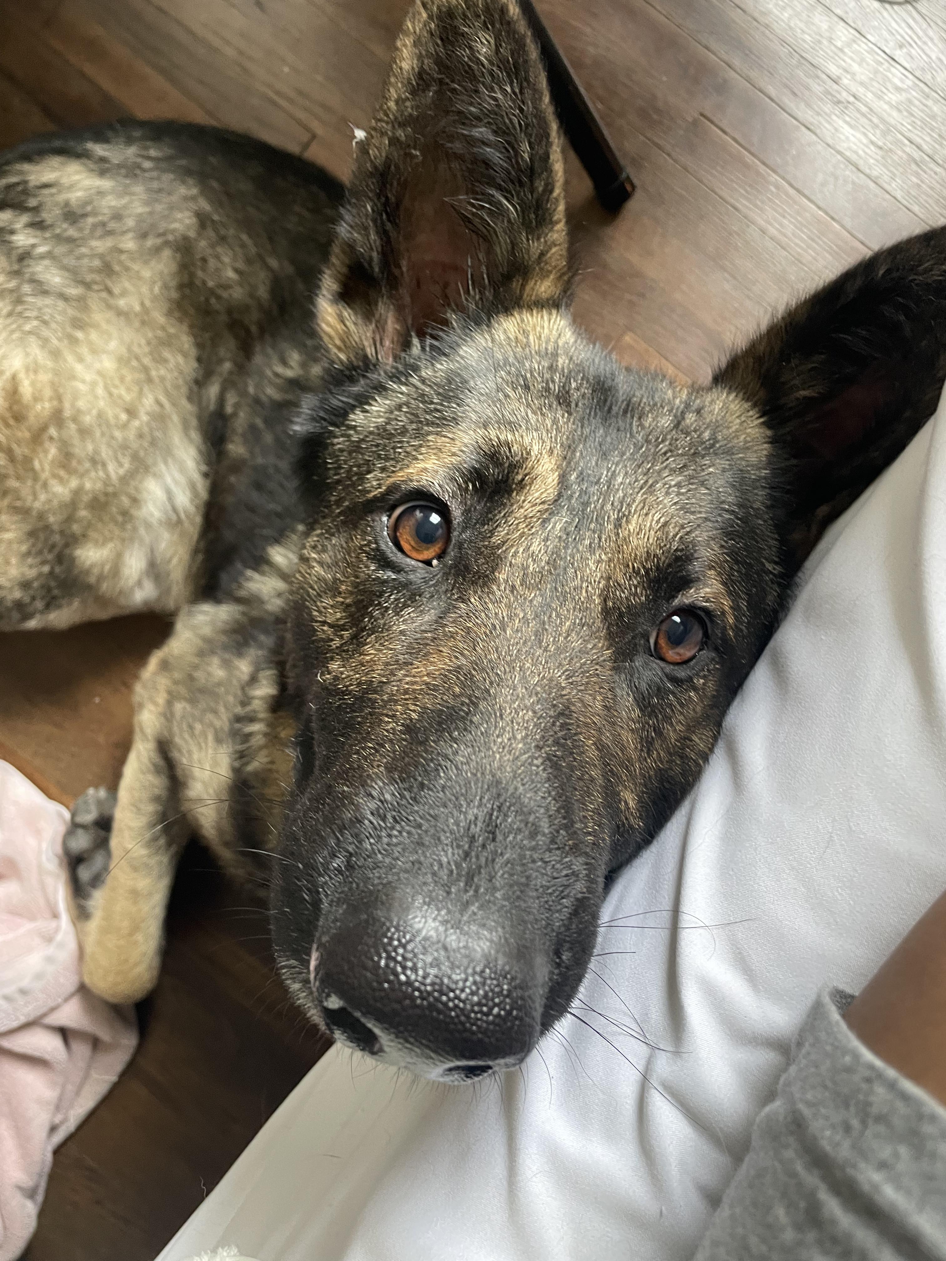 Zeus, Adoptable, Young Male German Shepherd Dog.