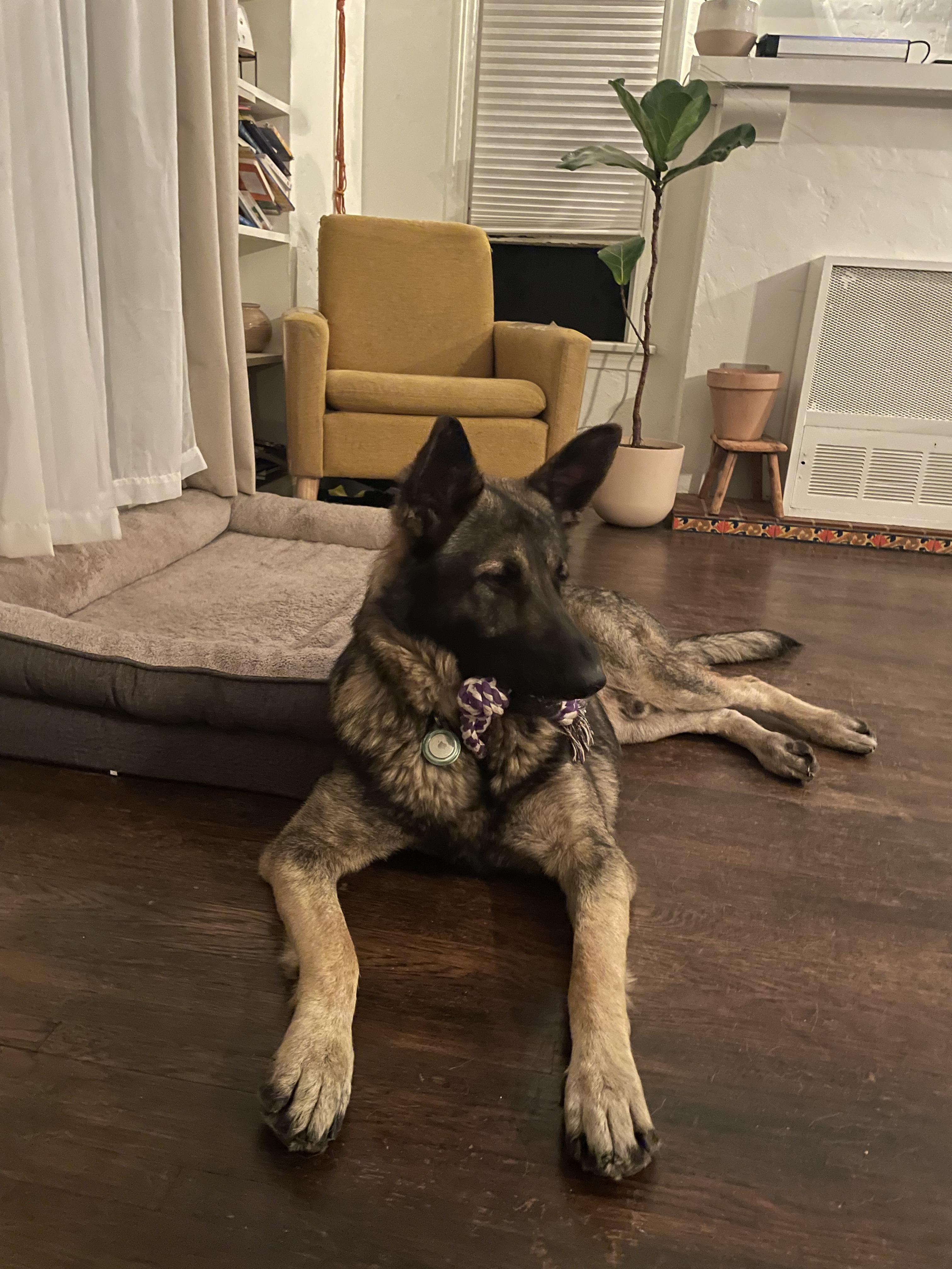 Enlarge Zeus, a Adoptable German Shepherd Dog in Los Angeles, CA image 3/4