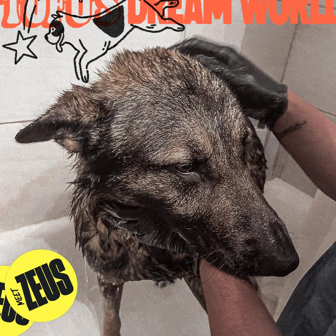 Zeus, Adoptable, Young Male German Shepherd Dog.