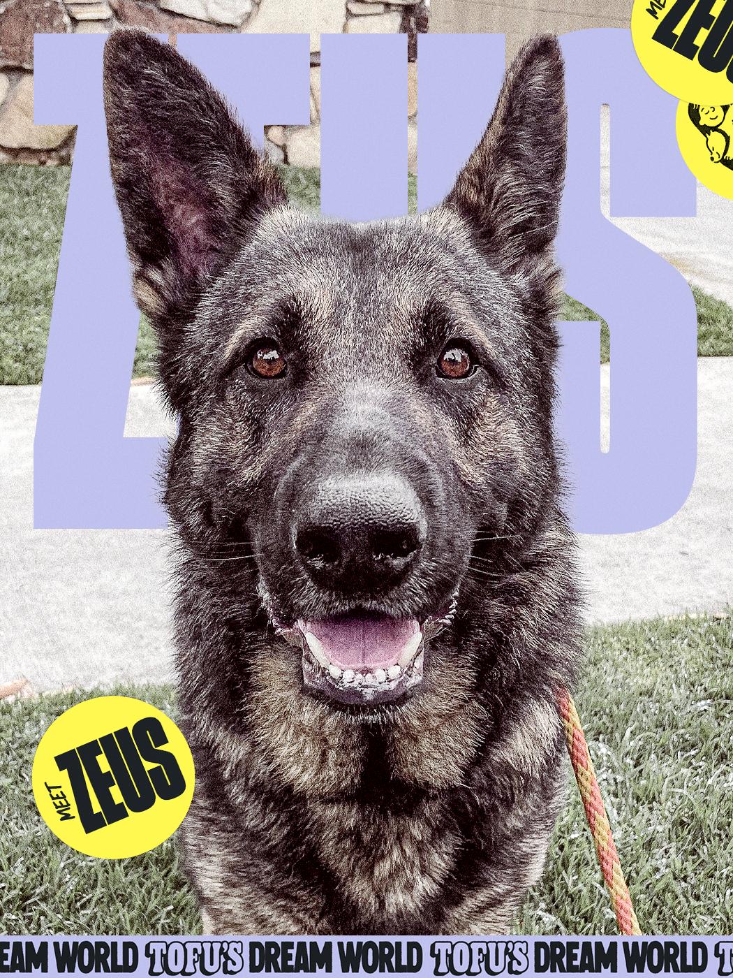 Enlarge Zeus, a Adoptable German Shepherd Dog in Los Angeles, CA image 5/6
