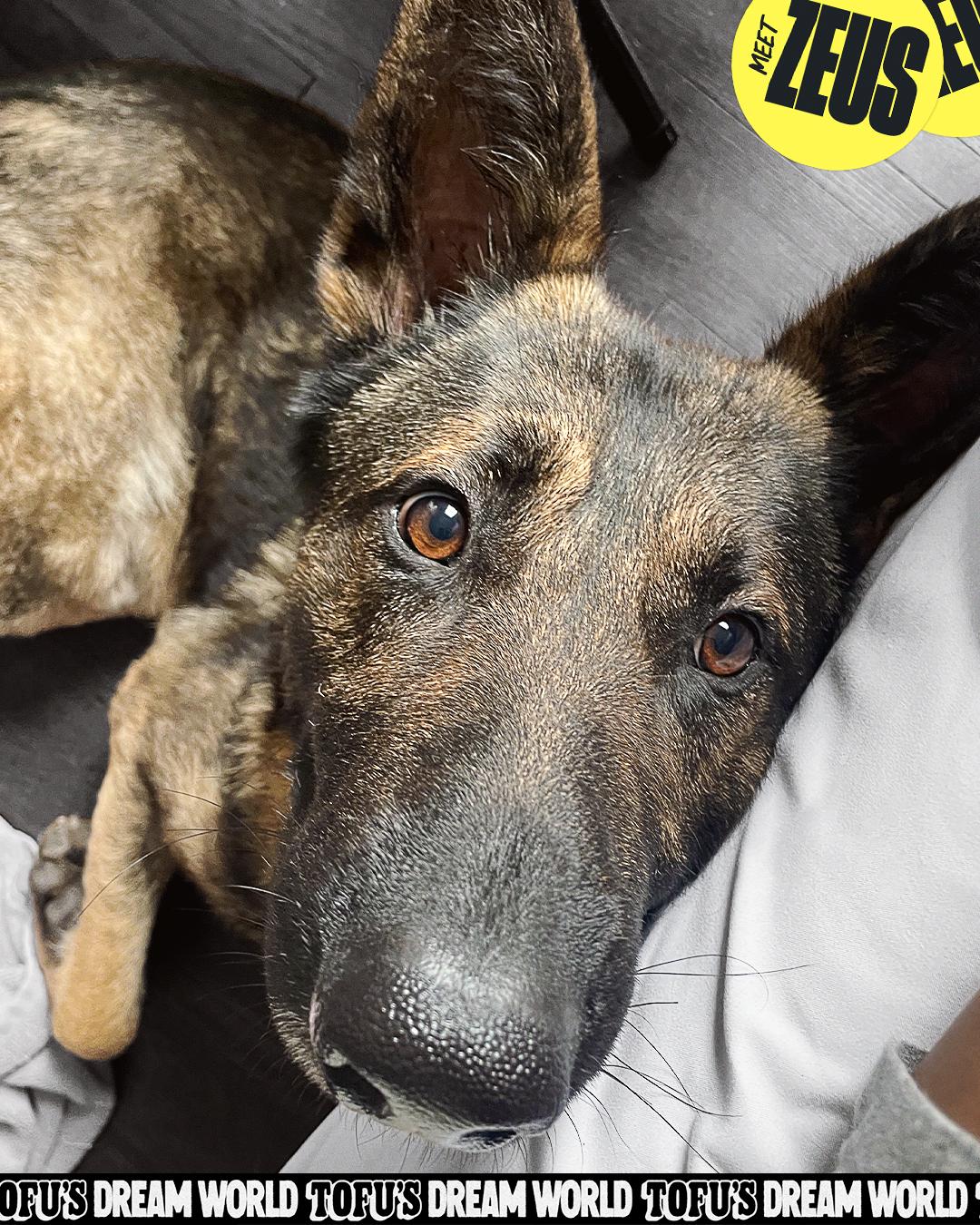 Enlarge Zeus, a Adoptable German Shepherd Dog in Los Angeles, CA image 3/6