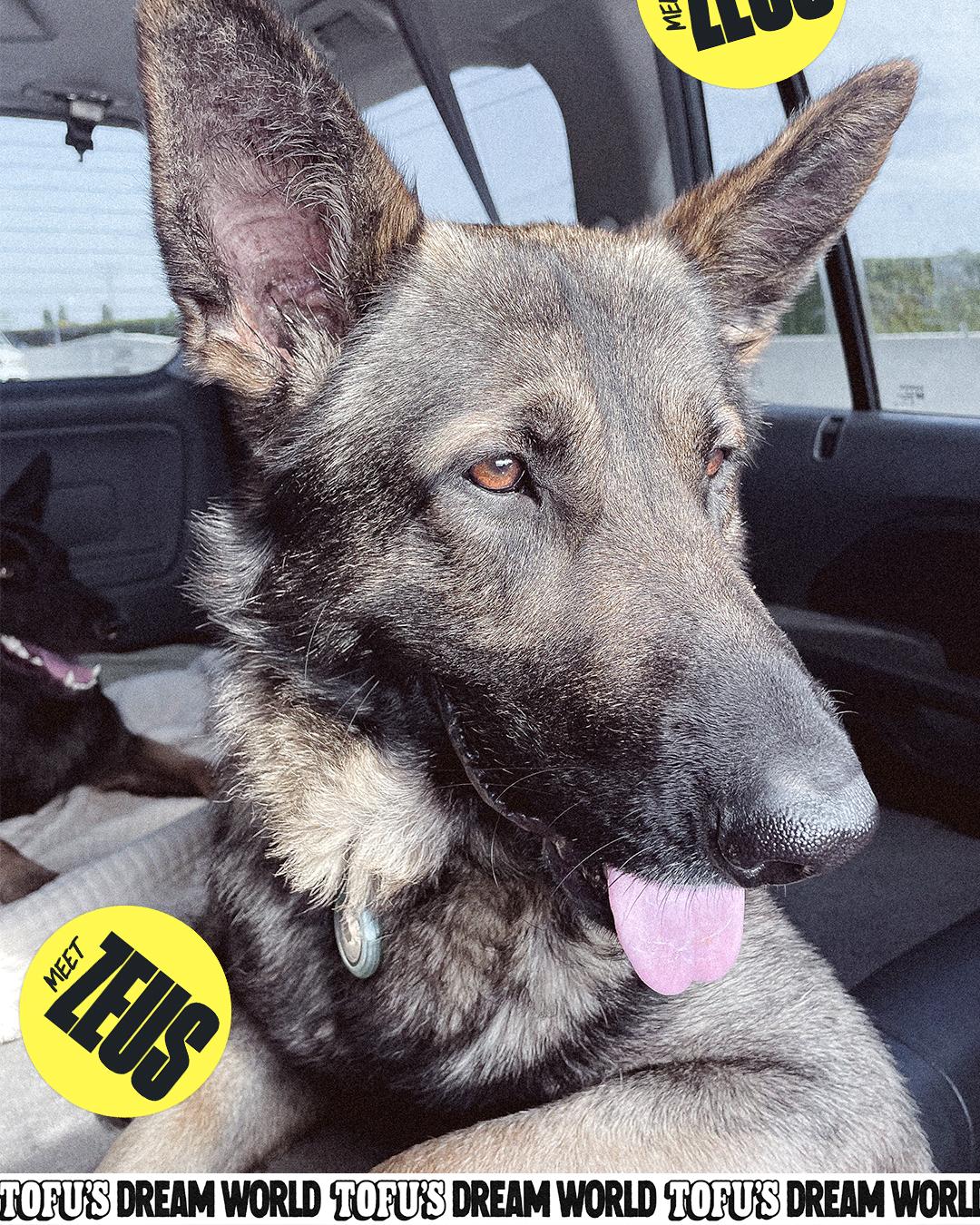 Enlarge Zeus, a Adoptable German Shepherd Dog in Los Angeles, CA image 4/6