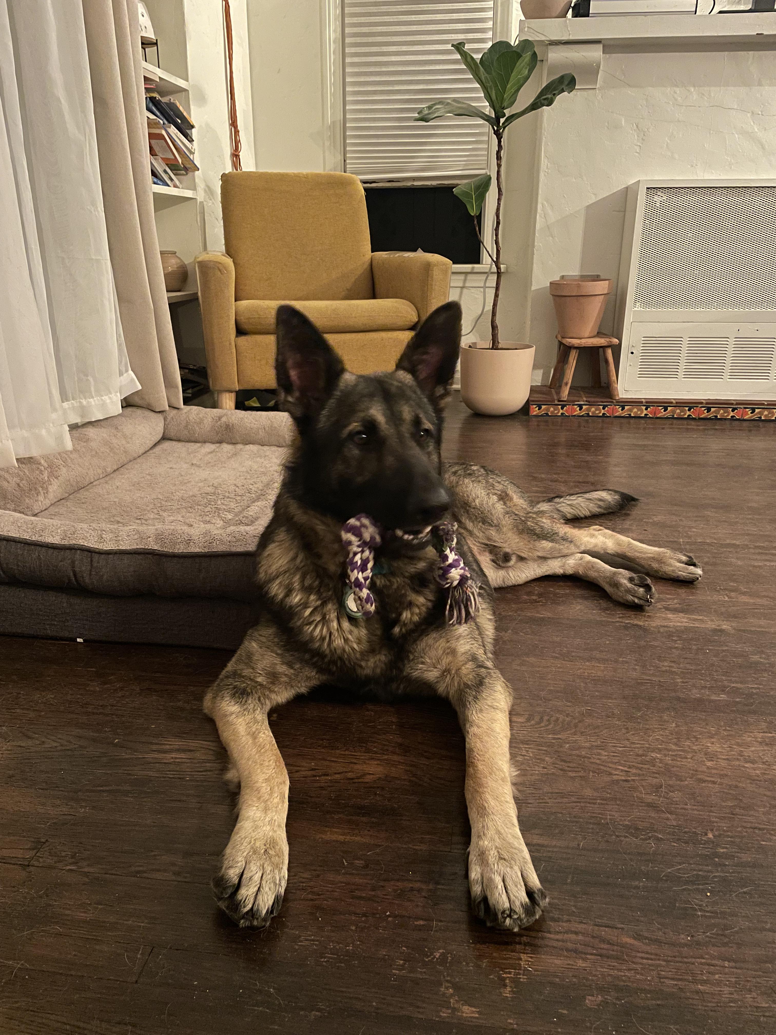 Enlarge Zeus, a Adoptable German Shepherd Dog in Los Angeles, CA image 4/4