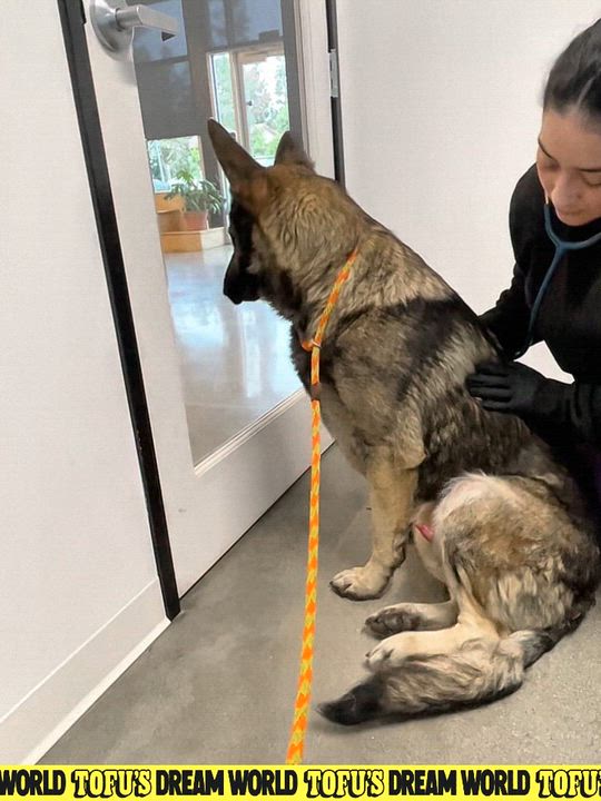 Enlarge Zeus, a Adoptable German Shepherd Dog in Los Angeles, CA video 6/6