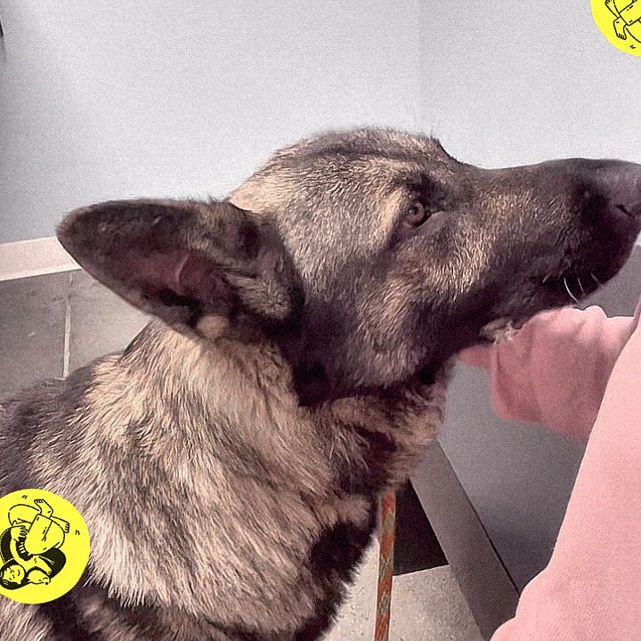 Enlarge Zeus, a Adoptable German Shepherd Dog in Los Angeles, CA video 2/6