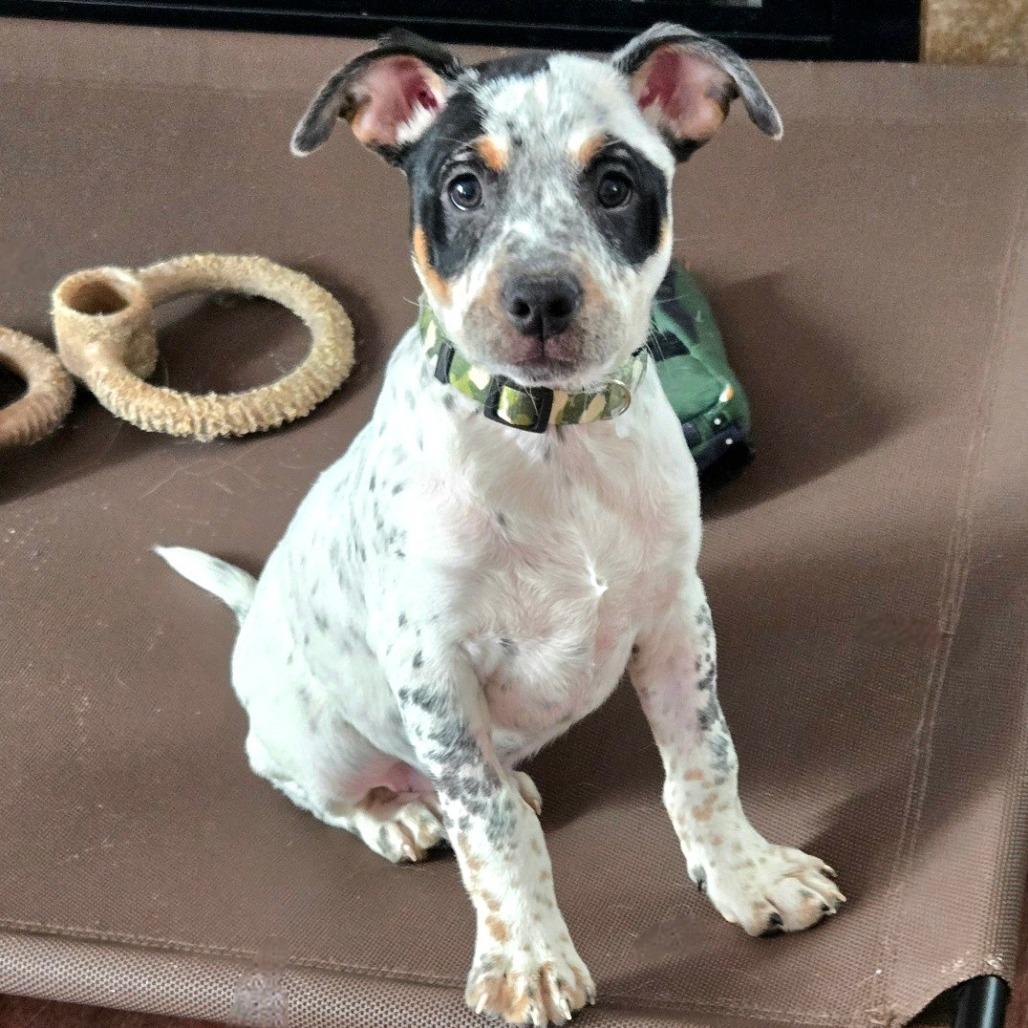 Bandit, Adoptable, Puppy Male French Bulldog & Mixed Breed.