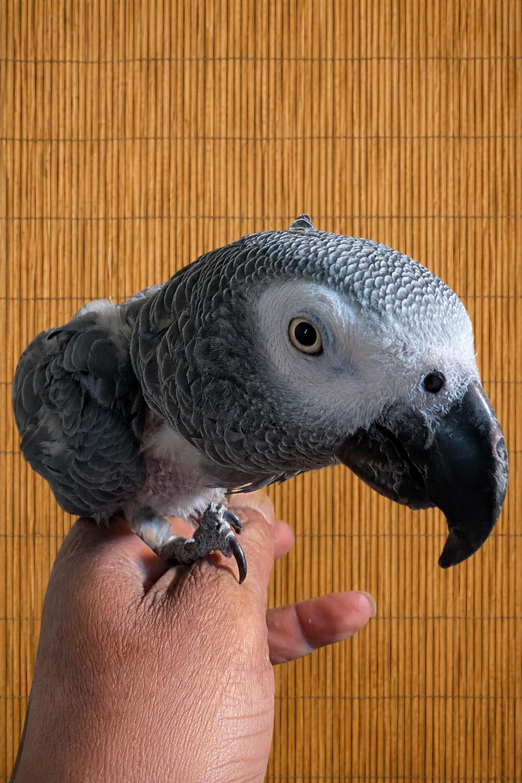 Georgie - George - The African Grey Needs a Good Home, an adopted African Grey in Vancouver, WA image 2/6