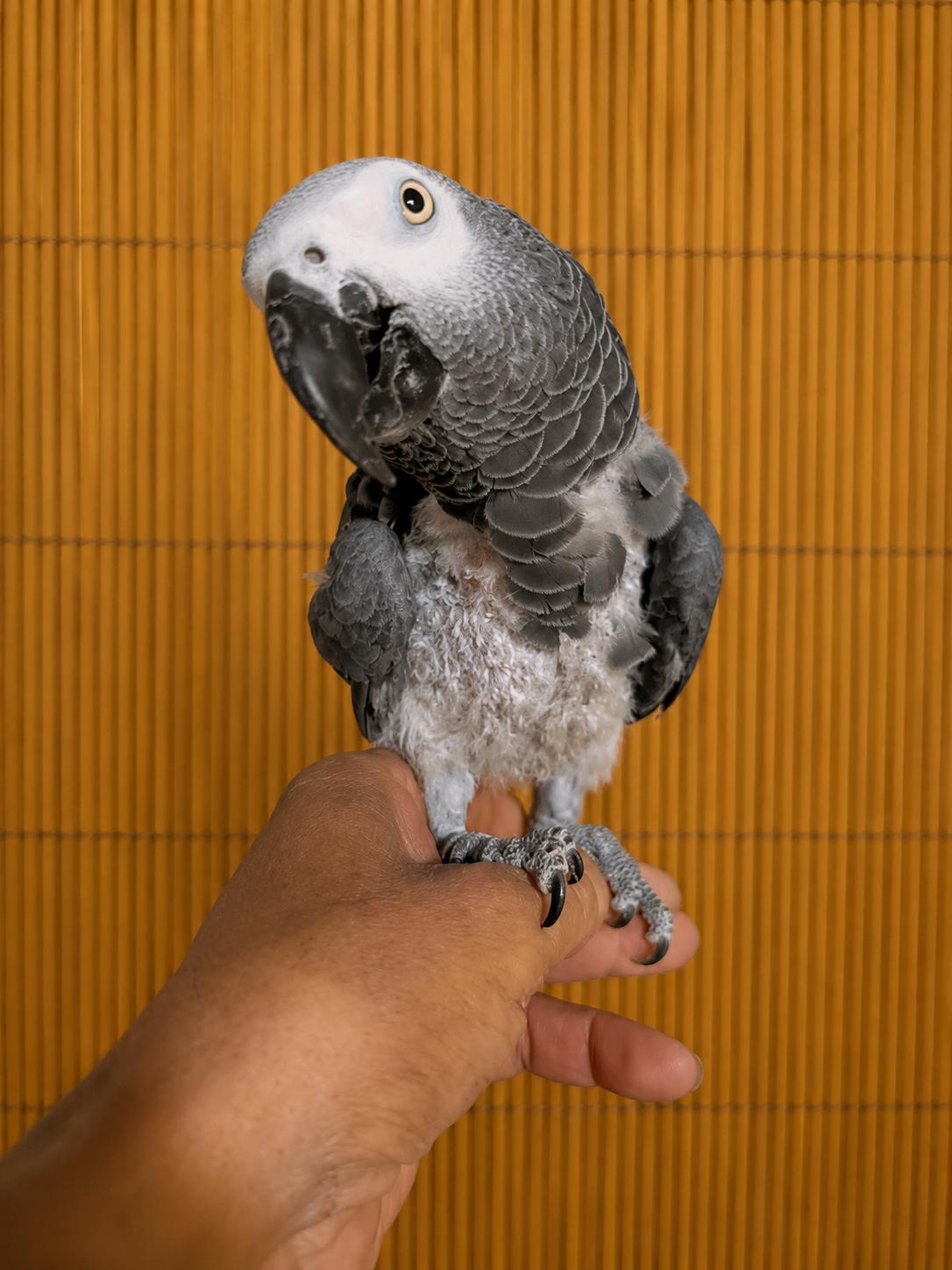 Georgie - George - The African Grey Needs a Good Home, an adopted African Grey in Vancouver, WA image 1/6