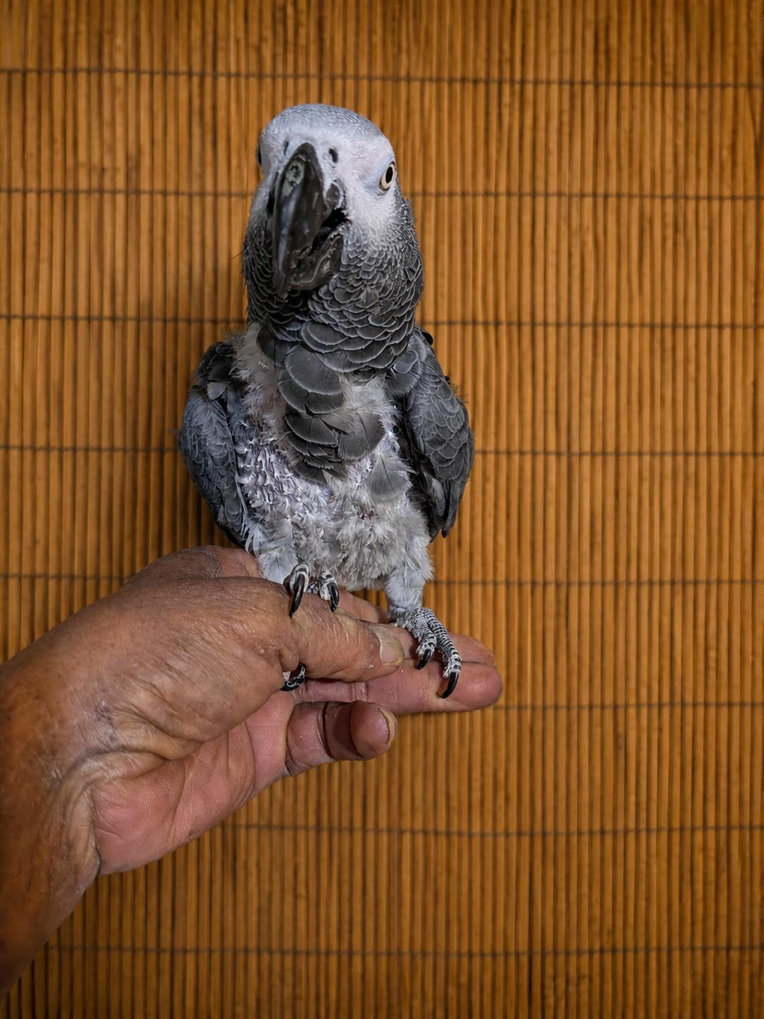 Georgie - George - The African Grey Needs a Good Home, an adopted African Grey in Vancouver, WA image 5/6