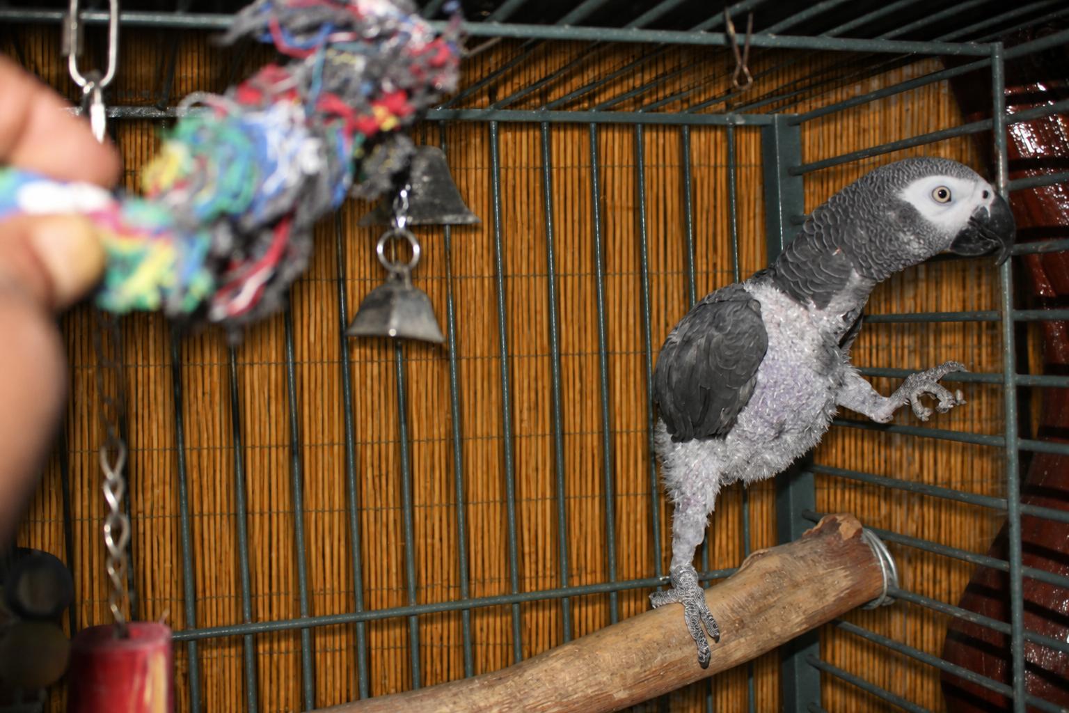 Georgie - George - The African Grey Needs a Good Home, an adopted African Grey in Vancouver, WA image 4/6