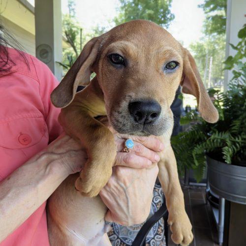 Ragnar, Adoptable, Young Male Beagle & Mixed Breed.