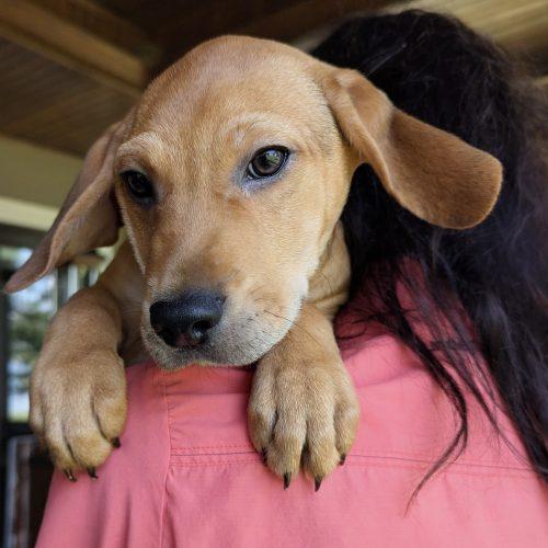 Ragnar, a Adoptable mixed breed in Leesburg, AL image 3/3