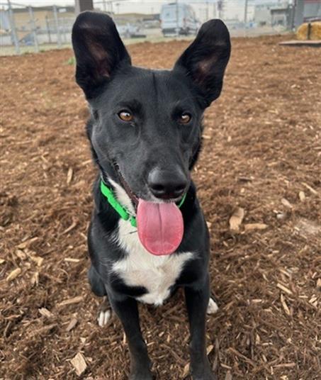 MONTANA, Adoptable, Young Male Border Collie & Australian Cattle Dog / Blue Heeler.