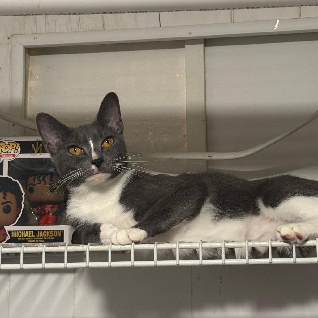 Enlarge Misty, a Adoptable Domestic Short Hair in Columbus, GA image 1/2