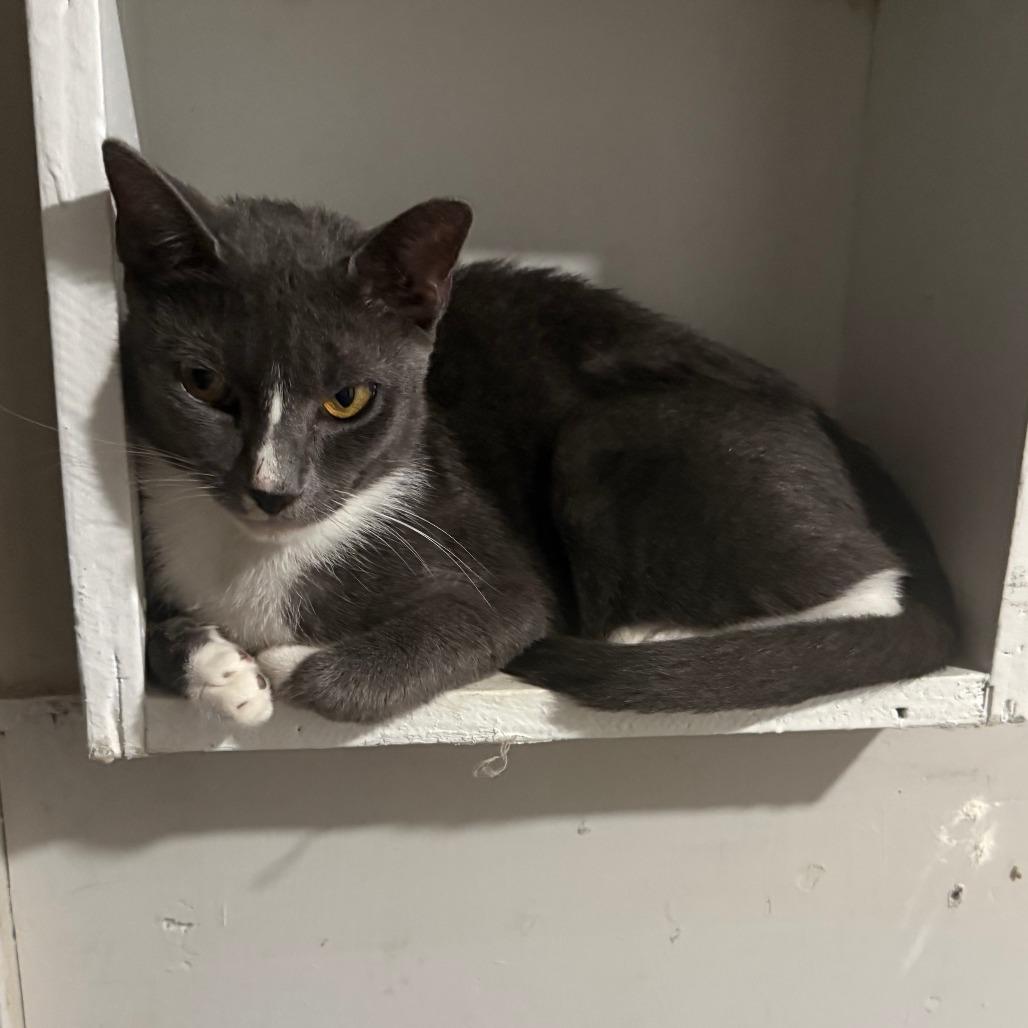 Enlarge Misty, a Adoptable Domestic Short Hair in Columbus, GA image 2/2