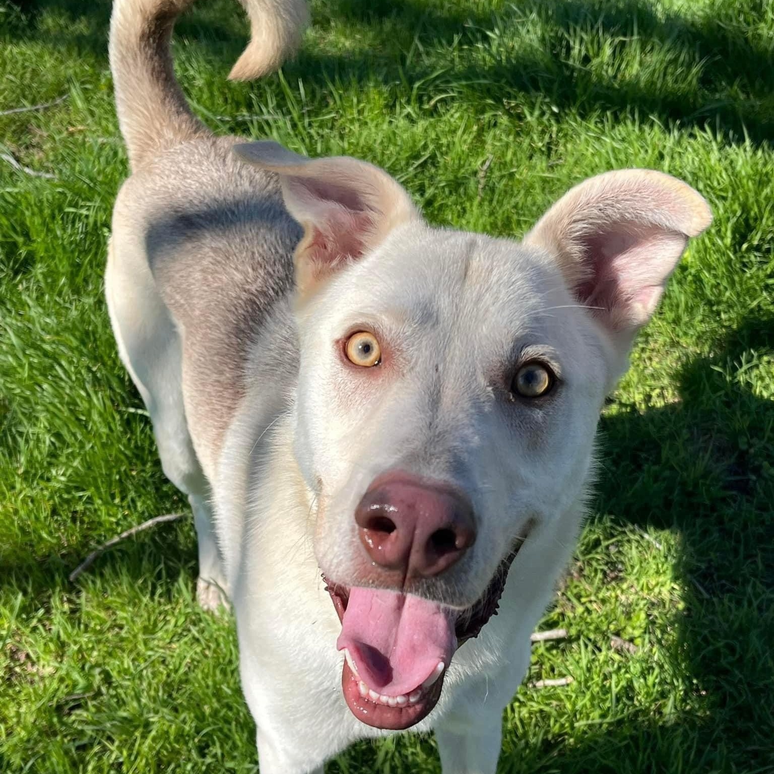 Scout GSD PC, a Adoptable mixed breed in Goliad, TX image 1/5