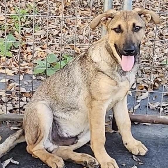 Scout GSD PC, a Adoptable mixed breed in Goliad, TX image 5/5