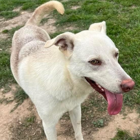 Scout GSD PC, a Adoptable mixed breed in Goliad, TX image 4/5