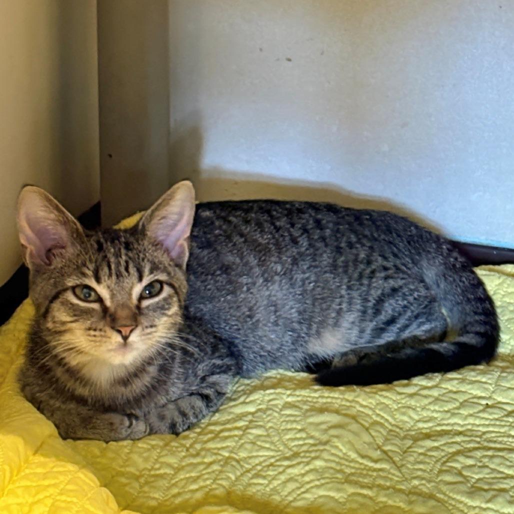 Ruthie, Adoptable, Kitten Female Domestic Short Hair.