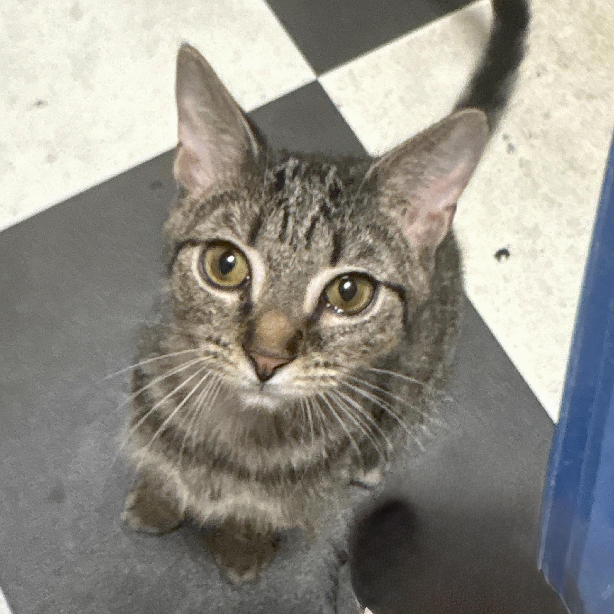 Ruthie, Adoptable, Kitten Female Domestic Short Hair.