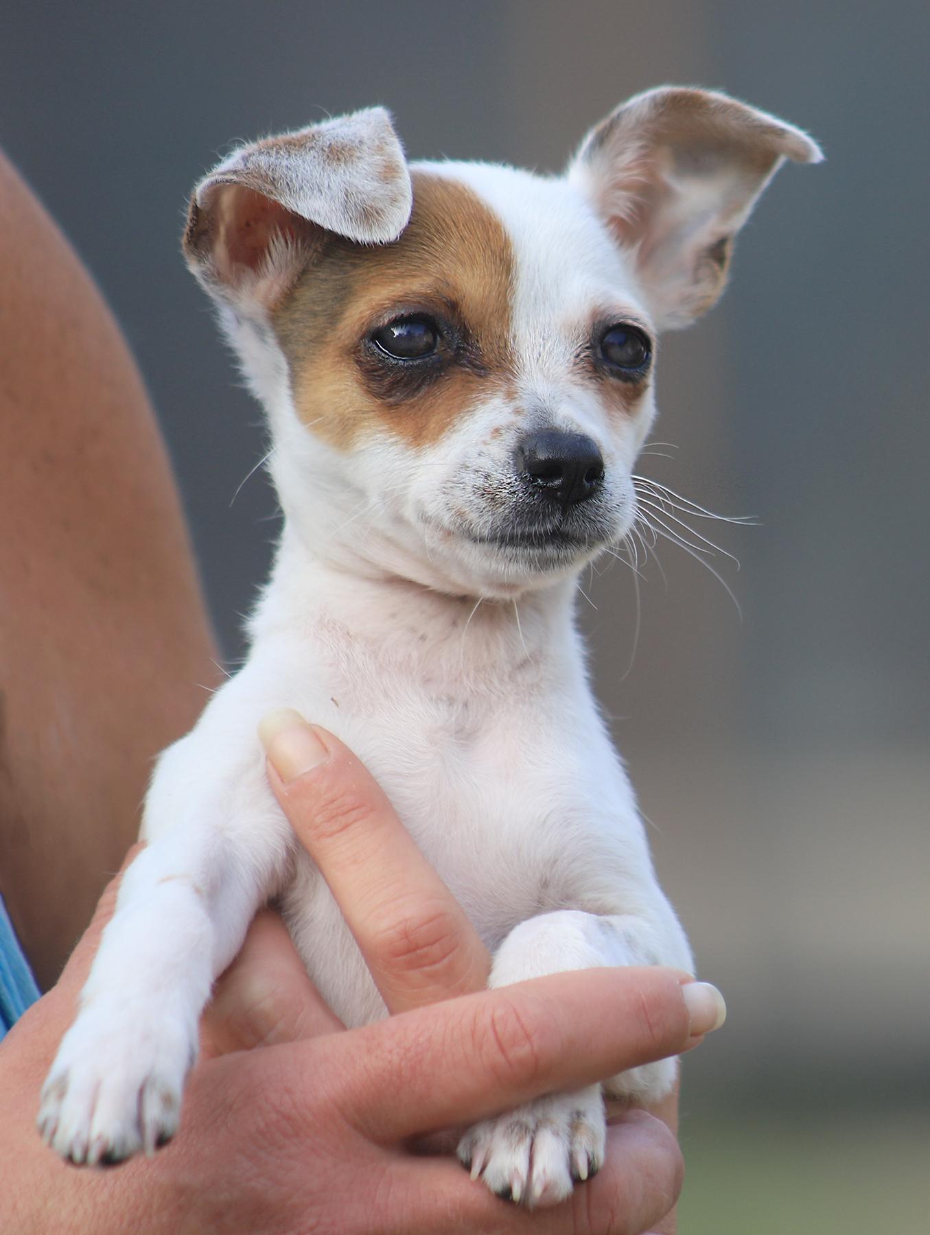 Enlarge Tasha, an adopted mixed breed in North Fort Myers, FL image 1/1